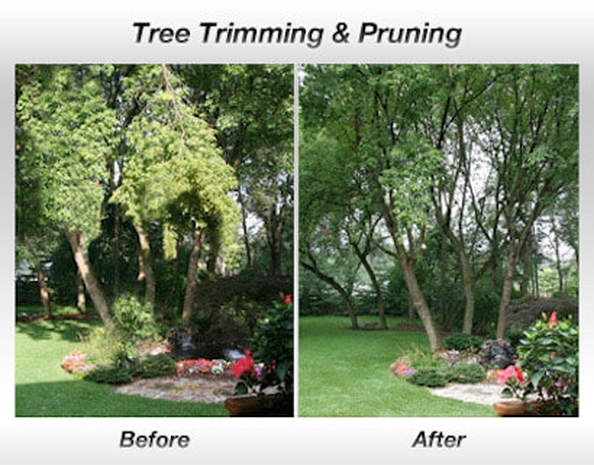Tree Trimming Before and After Pensacola FL